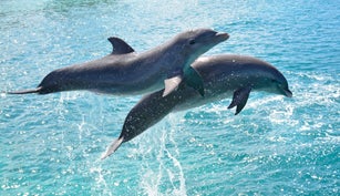 Jumping Dolphins