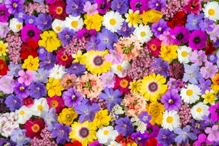 Colourful mixture of bright summer garden flowers