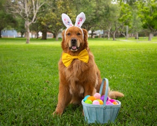Portrait of an English labrador retriever dog wearing bunny ears and a bow tie next to a basket with painted Easter Eggs