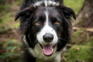 Close up of a beautiful Border Collie dog