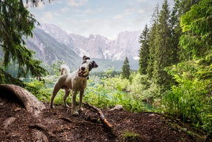 Hund Foxterrier im Wald vor Bergpanorama