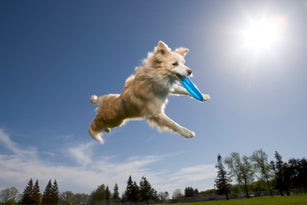 Australian shepherd catching plastic disc in midair