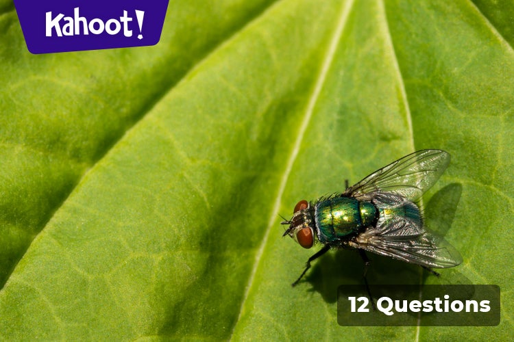 What is this insect called? - Kahoot! Quiz