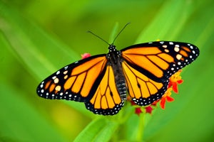 Saturated butterfly