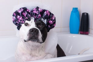 A dog, wearing a showercap, sits in a bathtub. The dog has soap from a bubblebath on it.