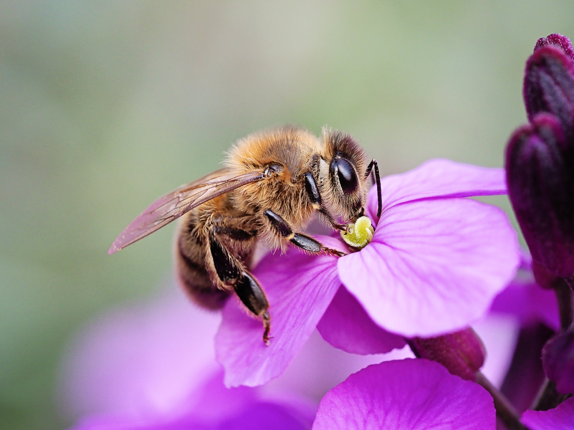 Honey bee on a purple wallflower