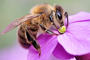 Honey bee on a purple wallflower