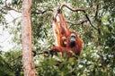 Wild Orangutan in the Borneo forest.