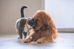 British short hair cat and golden retriever