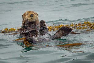 Sea otter floating on kelp