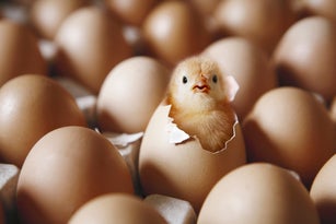 Chick hatching from egg on egg tray