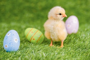 Easter Chick with Colorful Eggs