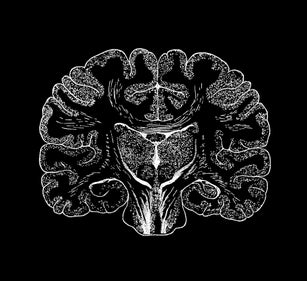 Old engraved illustration of Human Brain