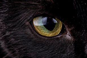 Eye of black cat, Felis silvestris catus