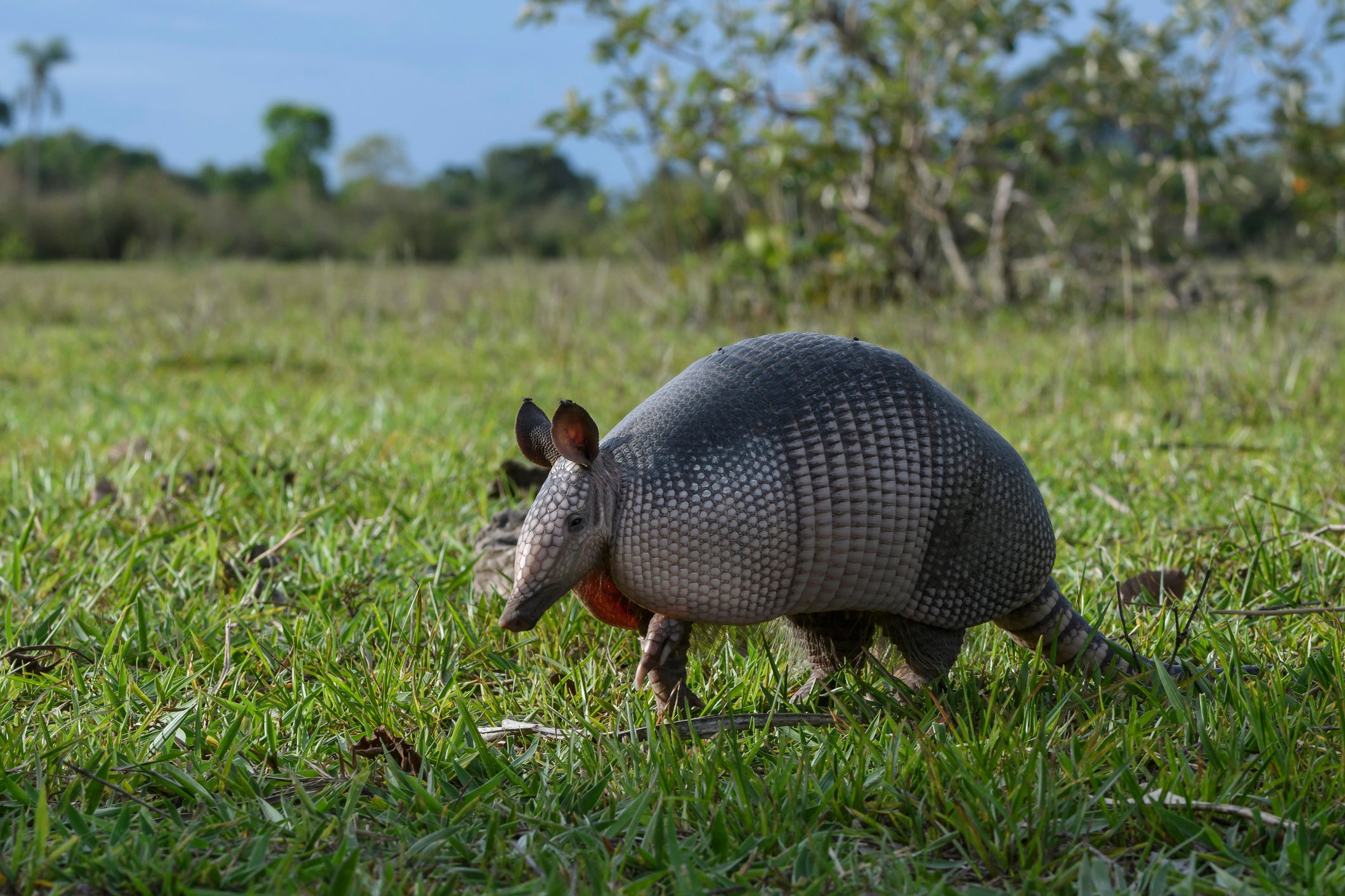 Nine-banded armadillo (Dasypus novemcinctus) in Pantanal