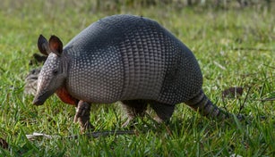 Nine-banded armadillo (Dasypus novemcinctus) in Pantanal