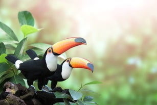 Horizontal banner with two beautiful colorful toucan birds on a branch in a rainforest