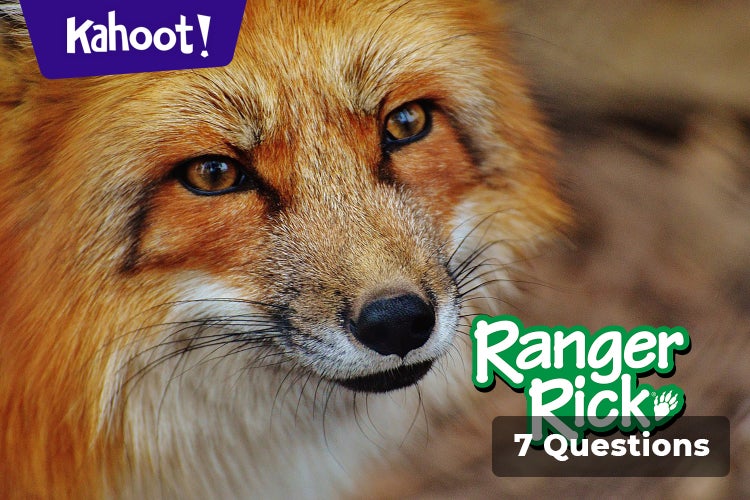 Red Foxes in the City! Learn How These Clever Animals Adapted to Urban ...