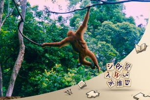 Orangutan and infant