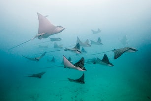Eagle rays