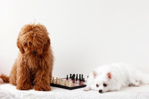 Dog miniature poodle red brown and a white Pomeranian sit next to a chess board, on a white background