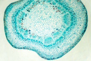 Microscopic view of stem of cotton