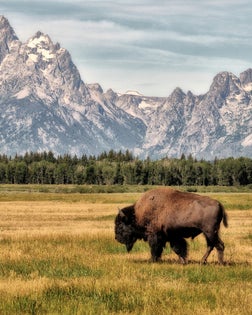 Bison in the Tetons