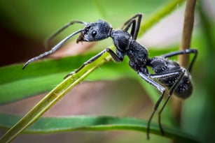 Macro of a Fingerprint Ant
