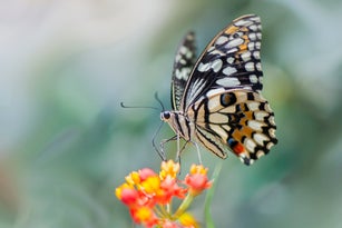 Swallowtail butterfly on flower