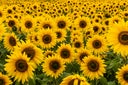 Sunflowers in full bloom seen from close up, England, United Kingdom