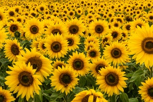 Sunflowers in full bloom seen from close up, England, United Kingdom