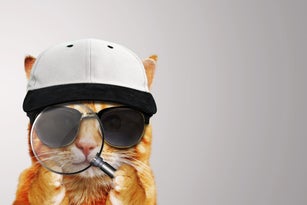 Cat with magnifier