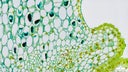 Sampling strategy of the stem tissues. Immunofluorescent photomicrograph, Organs samples, Histological examination, histopathology on the microscope