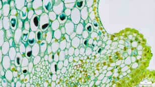Sampling strategy of the stem tissues. Immunofluorescent photomicrograph, Organs samples, Histological examination, histopathology on the microscope