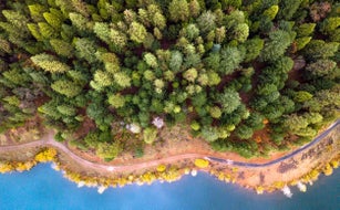 Tree and coastline