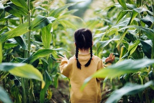 Rear view of lovely little Asian girl walking through corn field. She is experiencing agriculture in an organic farm and learning to respect the Mother Nature