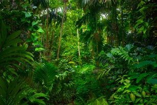 Asian jungle