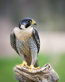 Peregrine Falcon