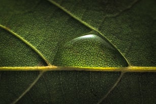 Water drop on leaf