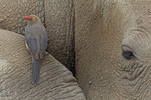 The Red-billed ox-pecker and a Rhino (Buphagus ery