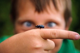 A dung beetle crawling on the hand of a child, Sweden.