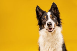 Crazy looking black and white border collie dog say looking intently on bright yellow background