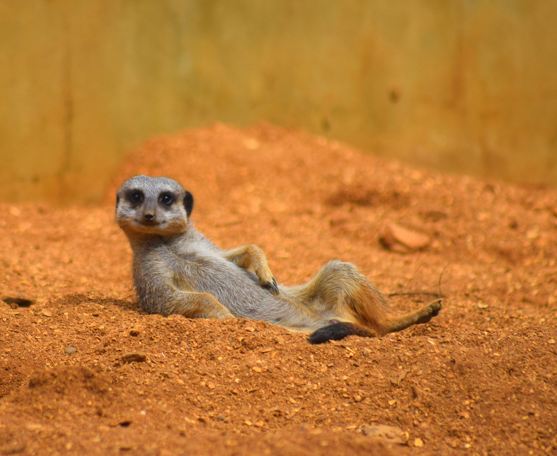 close up cute meerkat animal relaxing in the dessert