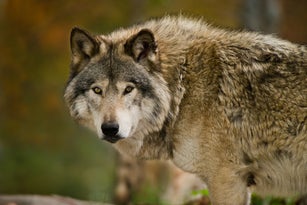 Gray wolf