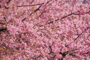 Early-Blooming Cherry Blossoms (Kawazu Zakura)