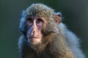 Yakushima macaque, Yakushima Island, Japan