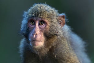 Yakushima macaque, Yakushima Island, Japan