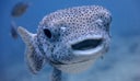 Underwater Cute Salt Water Porcupine Balloonfish Fish (Diodon hystox) Smiling