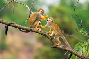 Common squirrel monkeys  playing on a tree branch
