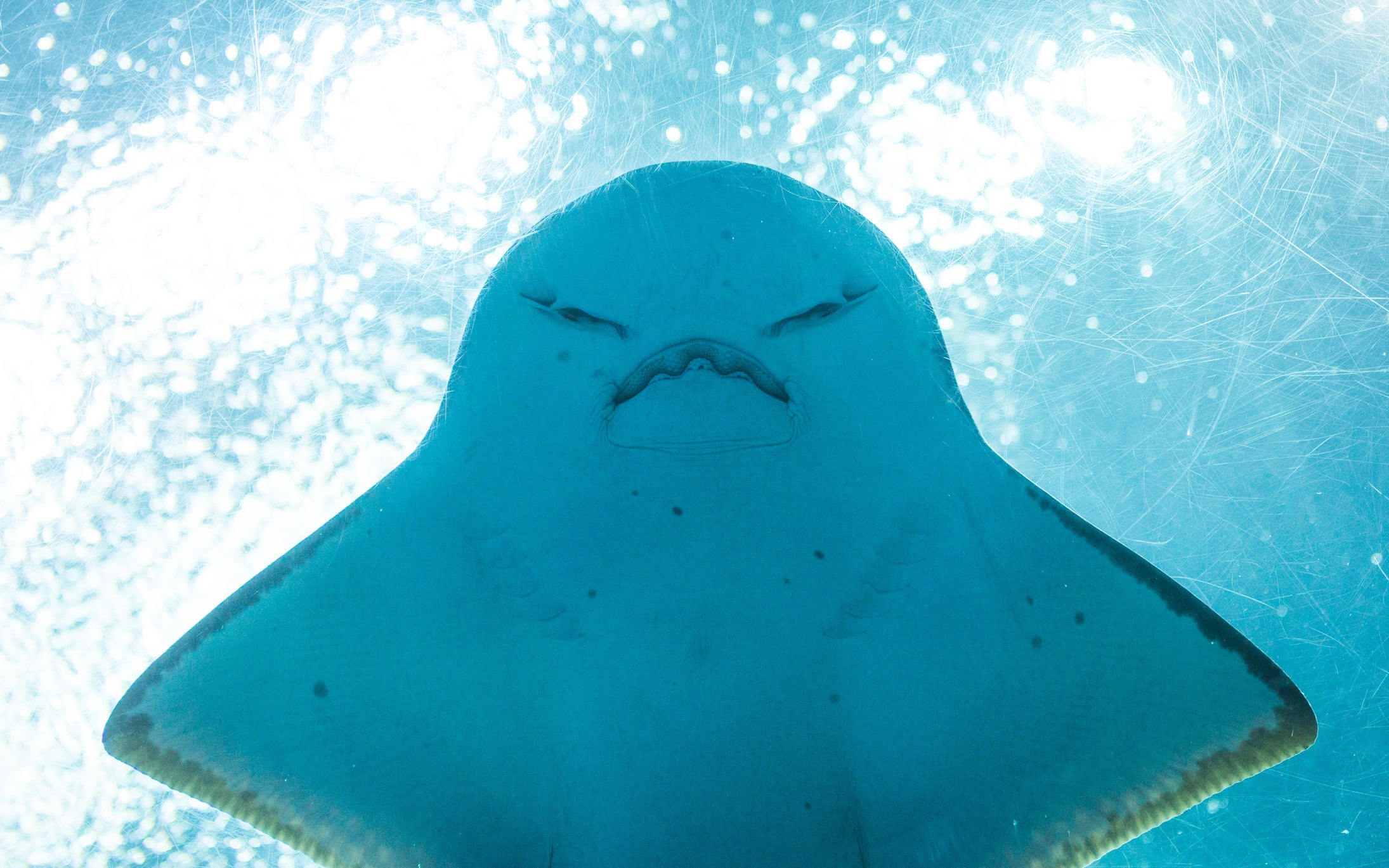 Angry fish, Thailand